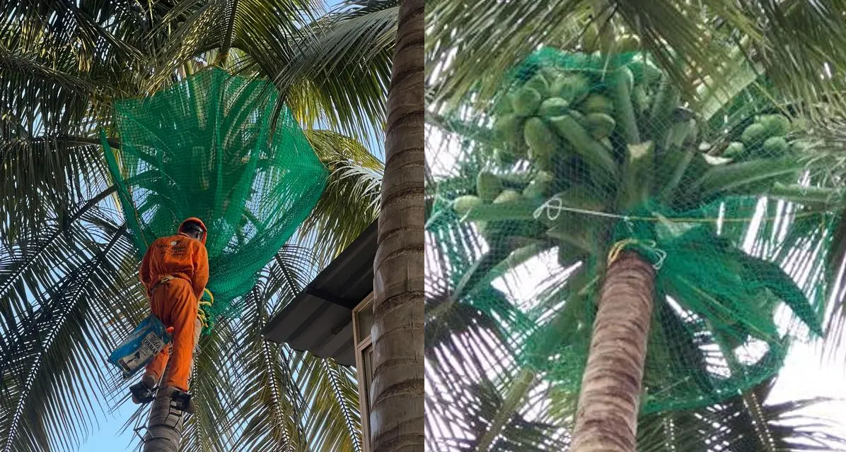 Coconut Tree Safety Nets